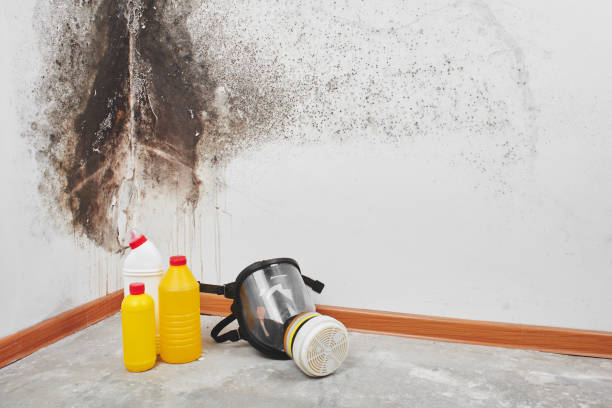 Montrose, VA Mold Remediation Company